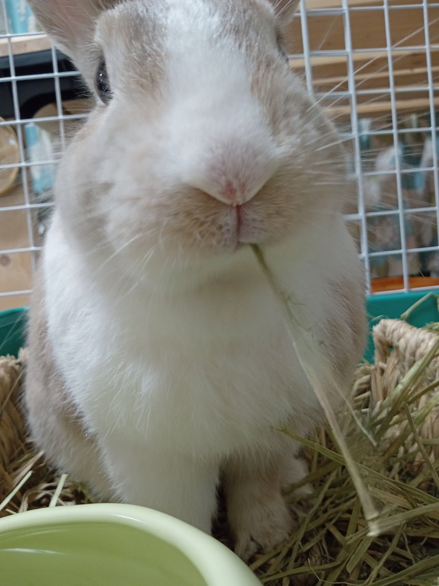 みっちゃん♡うさぎのくろみ🐰 (@setoseto002) / Posts / X