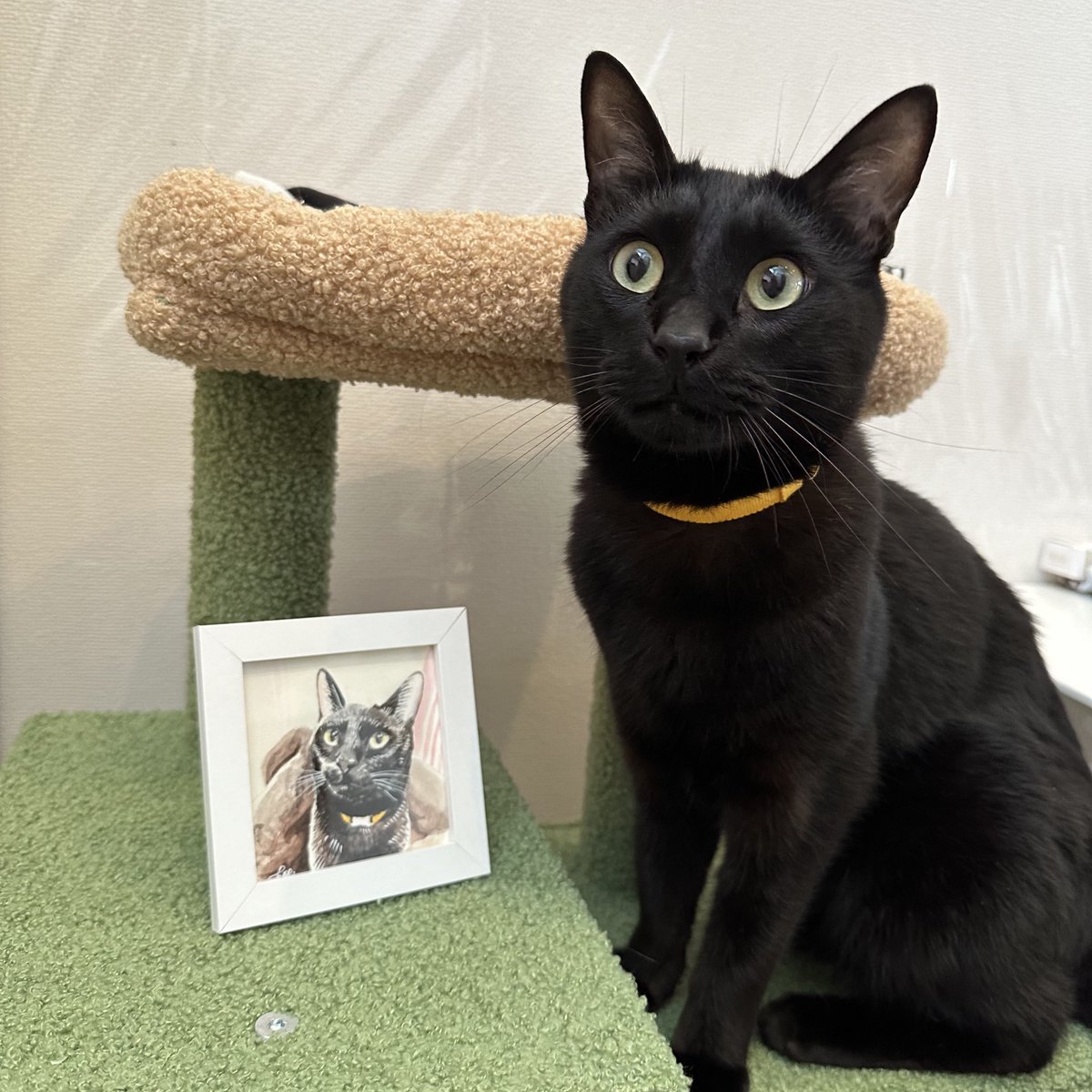 黒猫 黒猫トニー on X