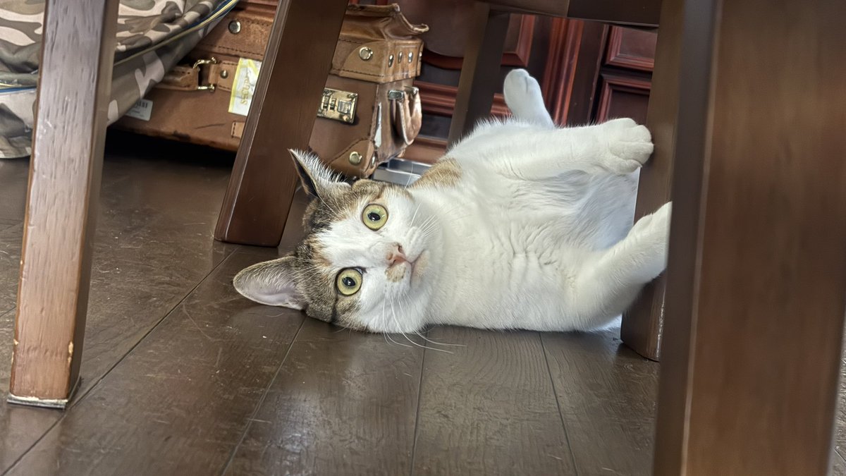 サバイバル系ゲーマーのライダー(7Daysの人) on X