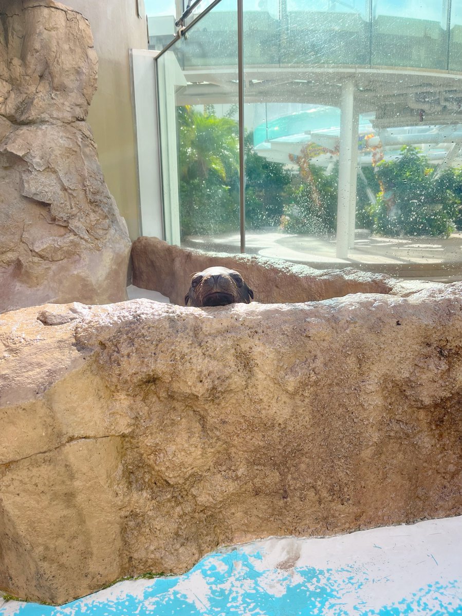 さと様☆専用ページ LS-8558 停電センサーLEDサーチライト アフターパーツ