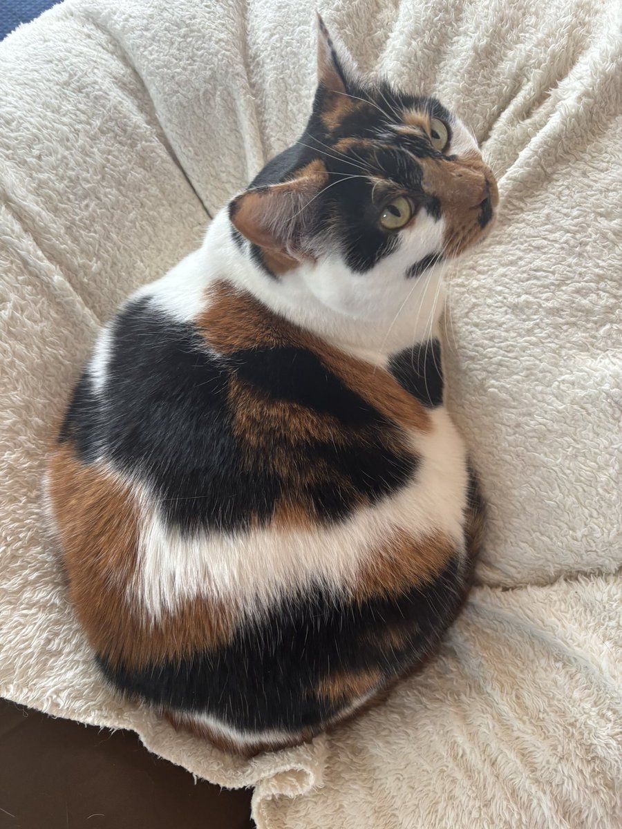 これは三毛猫
今朝、私の顔にパンチして、低い鼻を引っ掻いた三毛猫
爪切りをしました！笑