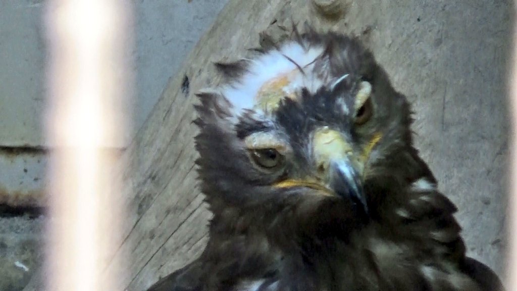 鳳凰をイメージした鶴です 鳳凰をイメージした鶴です