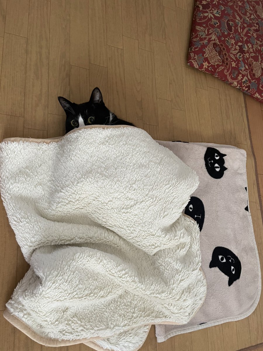 まめ♀(下半身麻痺の猫) (@jigzs8bsVVByZXY) / Posts / X