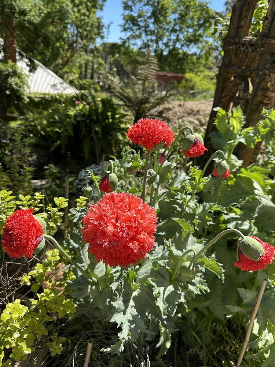 Pretty flowers in the garden today