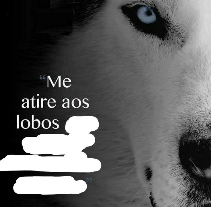 perfil dedicado a gatinhos e peitos tweet media