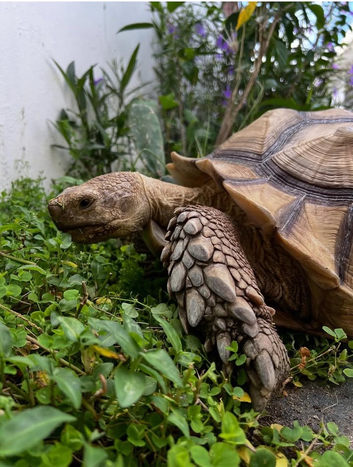 Turtle Lovers tweet media