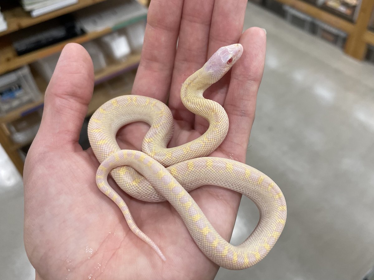 爬虫類倶楽部中野本店 本アカウント on X