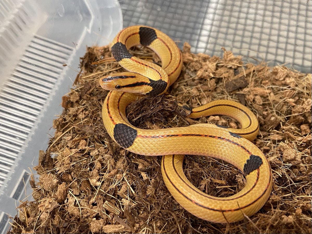 2)201番オーダー注文--イエロー（熊）系 爬虫類倶楽部中野本店 本アカウント on X