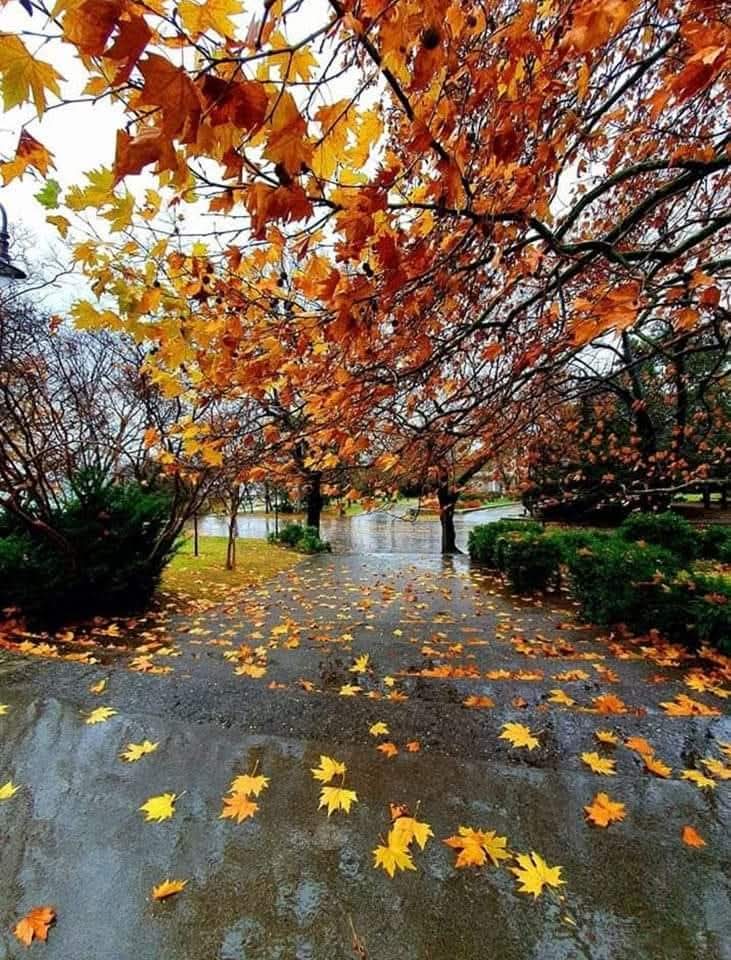 var223's tweet photo. L'automne est un andante mélancolique et gracieux qui prépare admirablement le solennel addagio de l'hiver.
George Sand

Doux et agréable weekend! 
Joli mois de Novembre!💕 https://t.co/0rDMIAtY7w