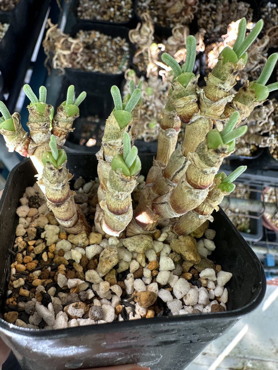 otanikusan's tweet photo. 今年も🐰

いつまでも暑かったので
今年はまだ起きてる子が少ない🫠

#多肉植物 #モニラリア https://t.co/3z8XLlKAmB