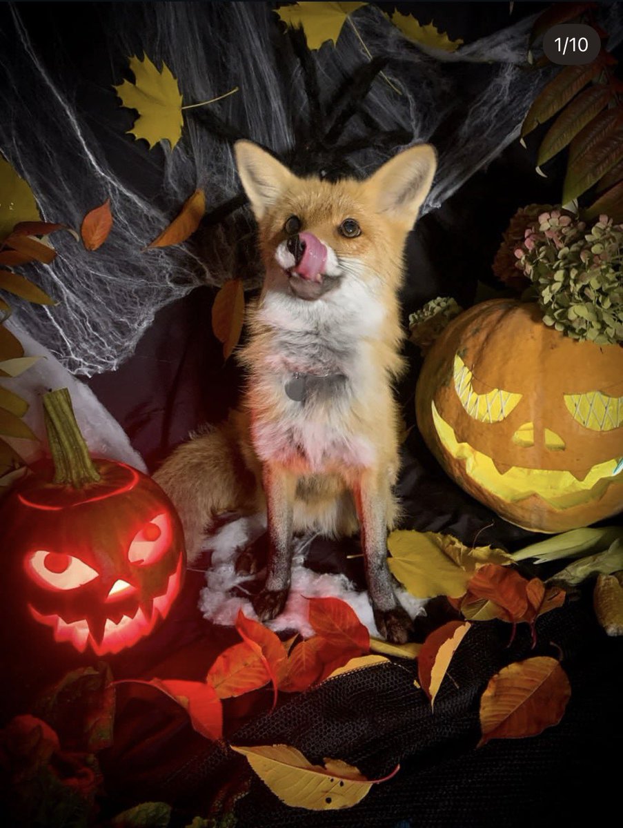 Hope you had a good spooky day on fox twitter !!!