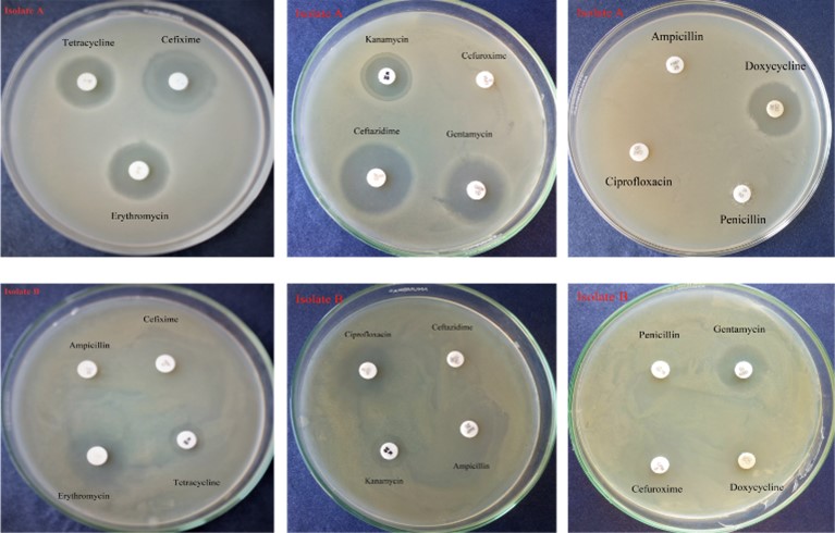 JabetEditor's tweet image. Isolation and #characterization of bacteria from two #soilsamples and their effect on #wheat (Triticum aestivum L.) #growthpromotion

doi.org/10.5455/jabet.…