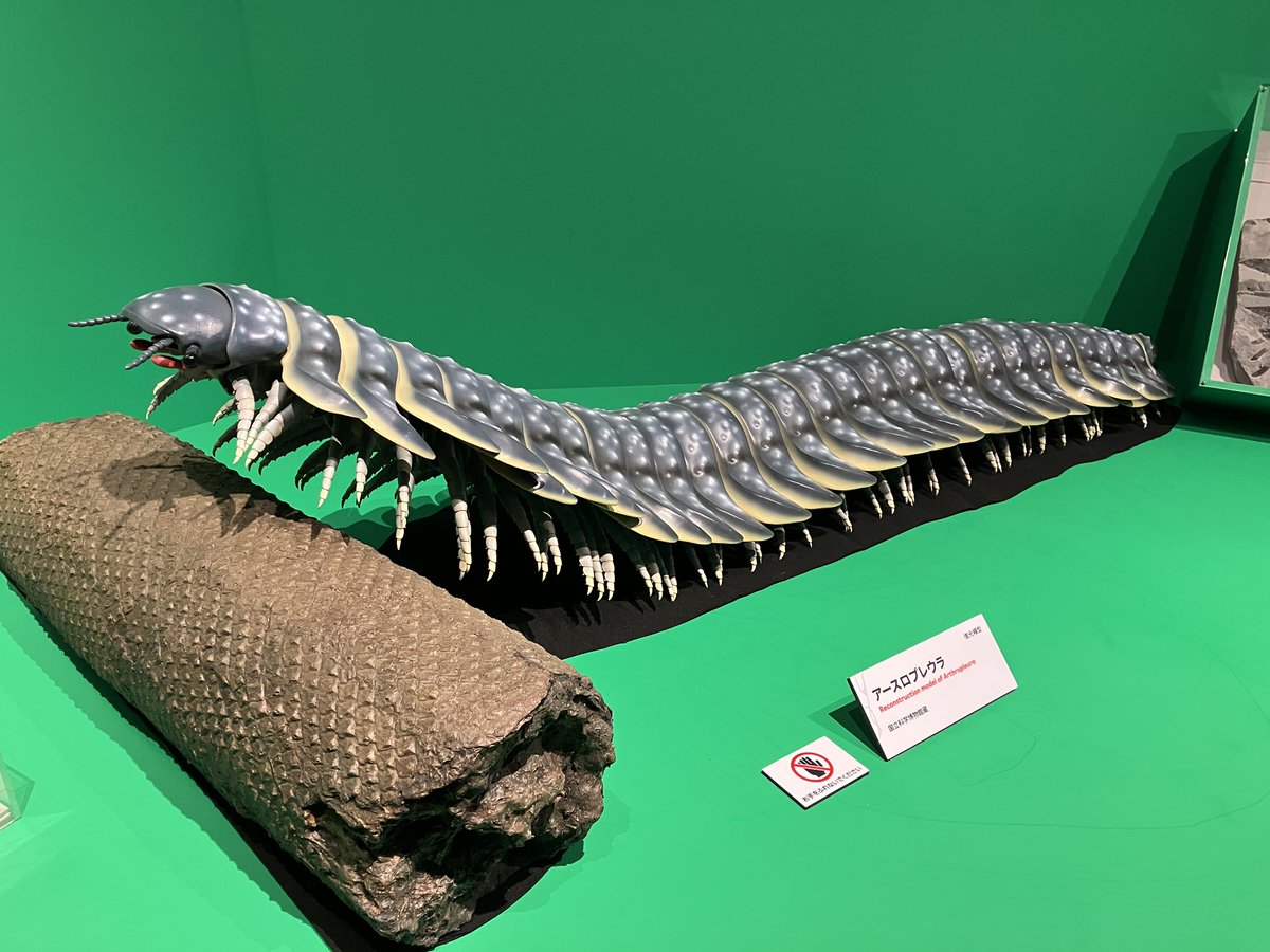 somainsect1213's tweet photo. 本日開幕の国立科学博物館の #大絶滅展 の見どころは誰がなんと言おうとアースロプレウラ(コダイオオヤスデ)です！！！実物大復元にほんの少しだけ協力させていただきました。

ヤスデ化石がいくつか展示されており、そちらも必見です。 https://t.co/kRwNPjWQ6u