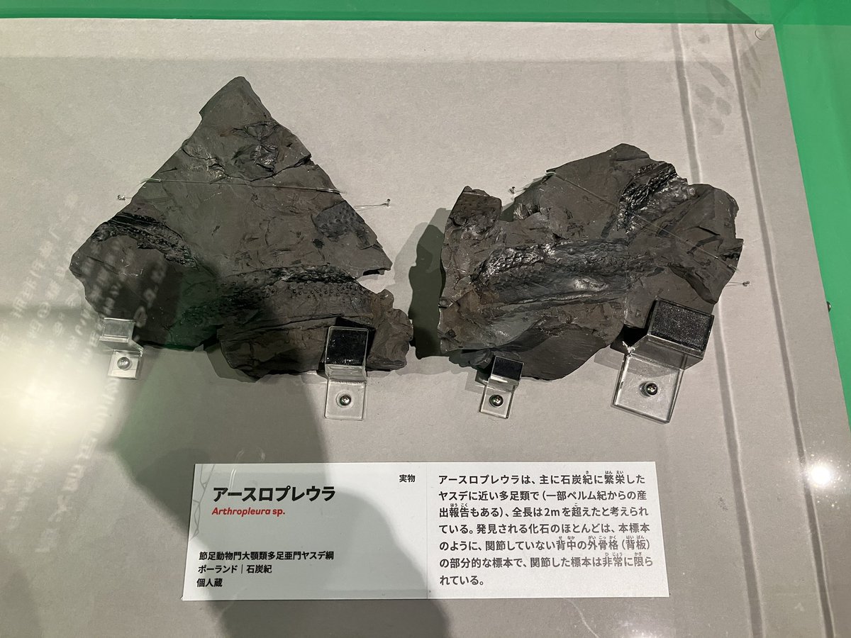 somainsect1213's tweet photo. 本日開幕の国立科学博物館の #大絶滅展 の見どころは誰がなんと言おうとアースロプレウラ(コダイオオヤスデ)です！！！実物大復元にほんの少しだけ協力させていただきました。

ヤスデ化石がいくつか展示されており、そちらも必見です。 https://t.co/kRwNPjWQ6u