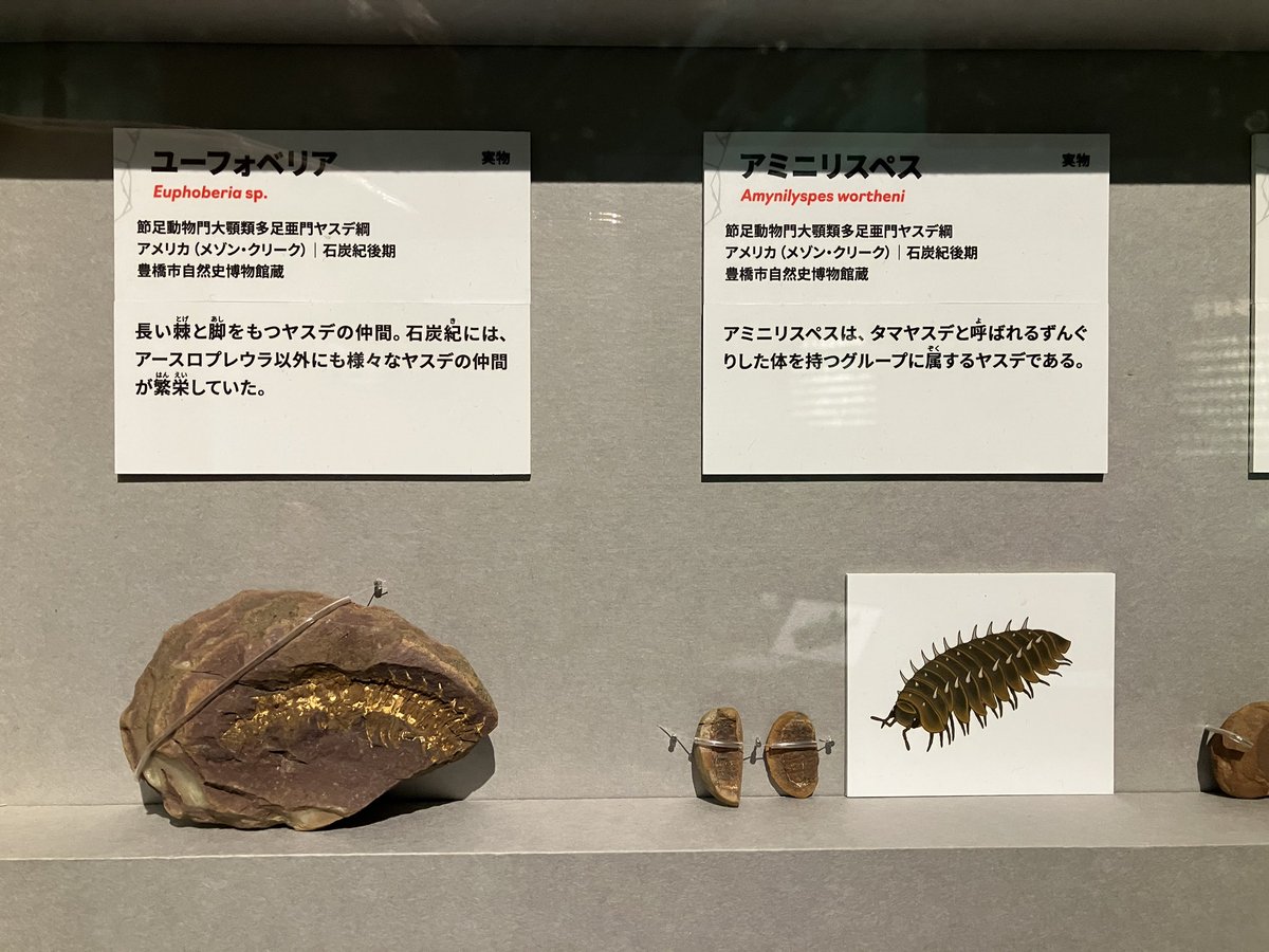 本日開幕の国立科学博物館の #大絶滅展 の見どころは誰がなんと言おうとアースロプレウラ(コダイオオヤスデ)です！！！実物大復元にほんの少しだけ協力させていただきました。

ヤスデ化石がいくつか展示されており、そちらも必見です。
