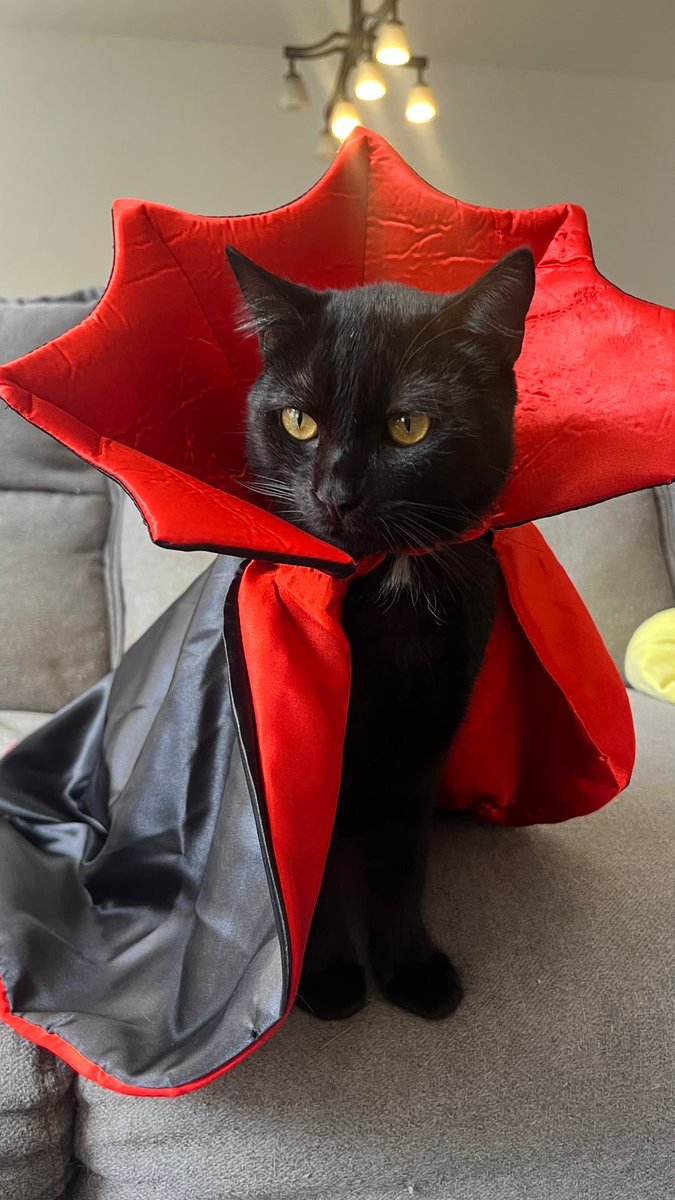 Ya listos para #Halloween #Gato