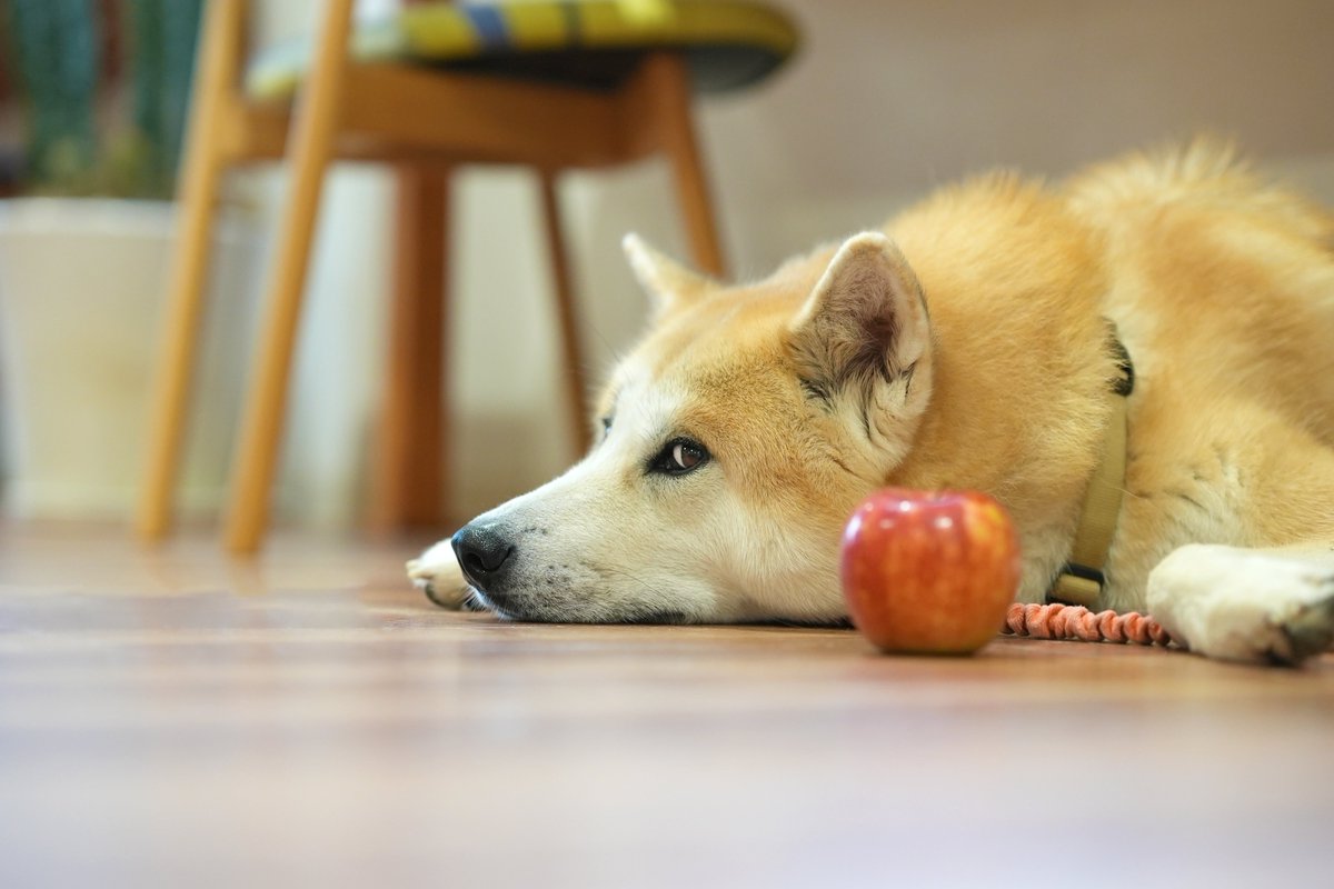 tamaki niime (@tamakiniime) / Posts / X