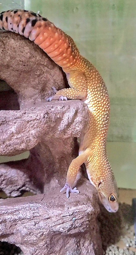 月光堂さんに「(フォローしてるの)結構前からですよね？」と聞かれて、もうみかんがうちにきて3年経っているのだと気付く今日この頃🍊
レオパを飼うと決めた時にまず憧れたのが月光堂さんのアイテムで、小さい頃からみかんはずっとこの山のてっぺんがお気に入りです⛰️