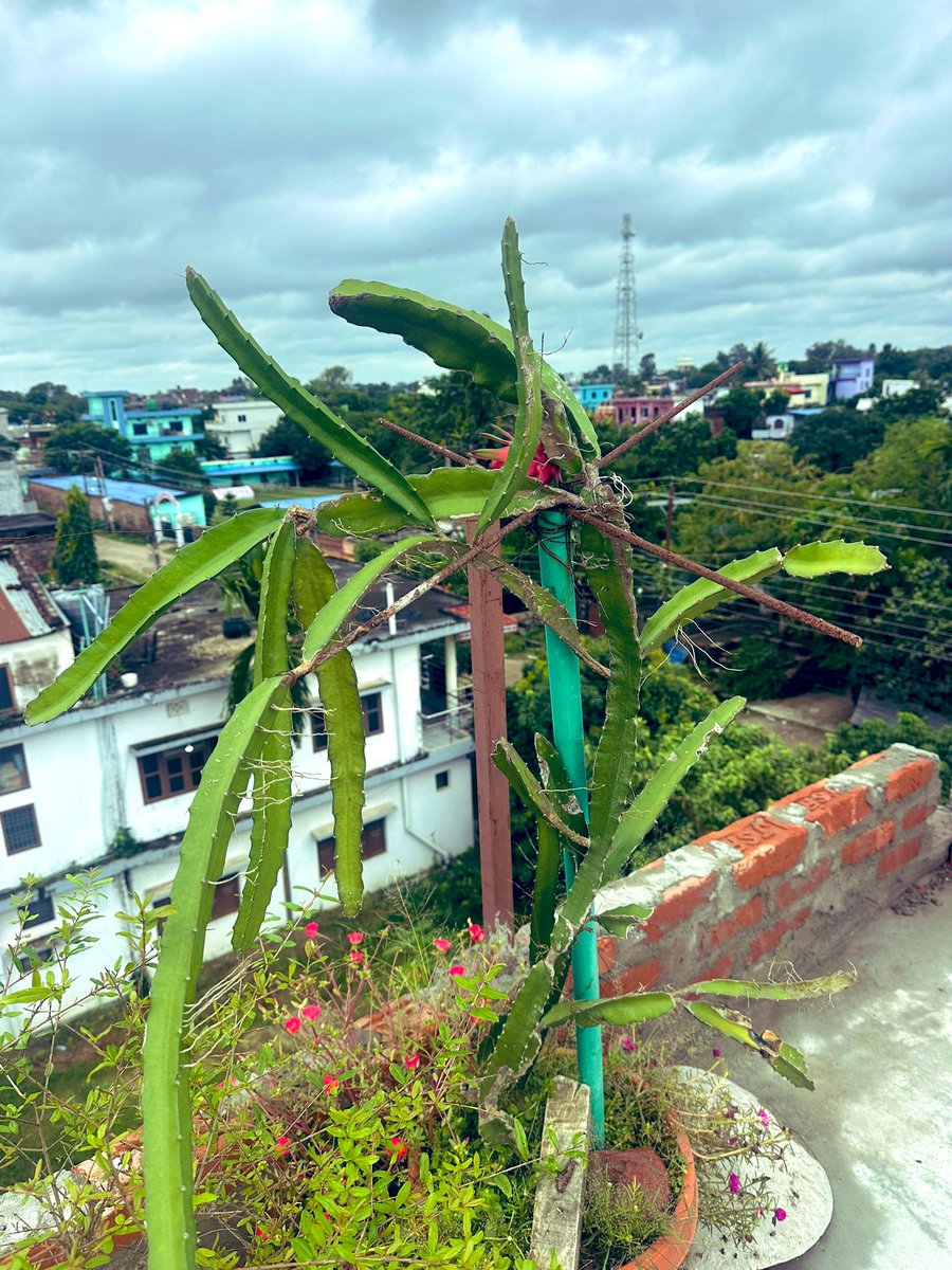 आफनै छतमा यो सिजनमा पहिलो पटक फलेको ड्रागन फ्रुट #dragonfruit