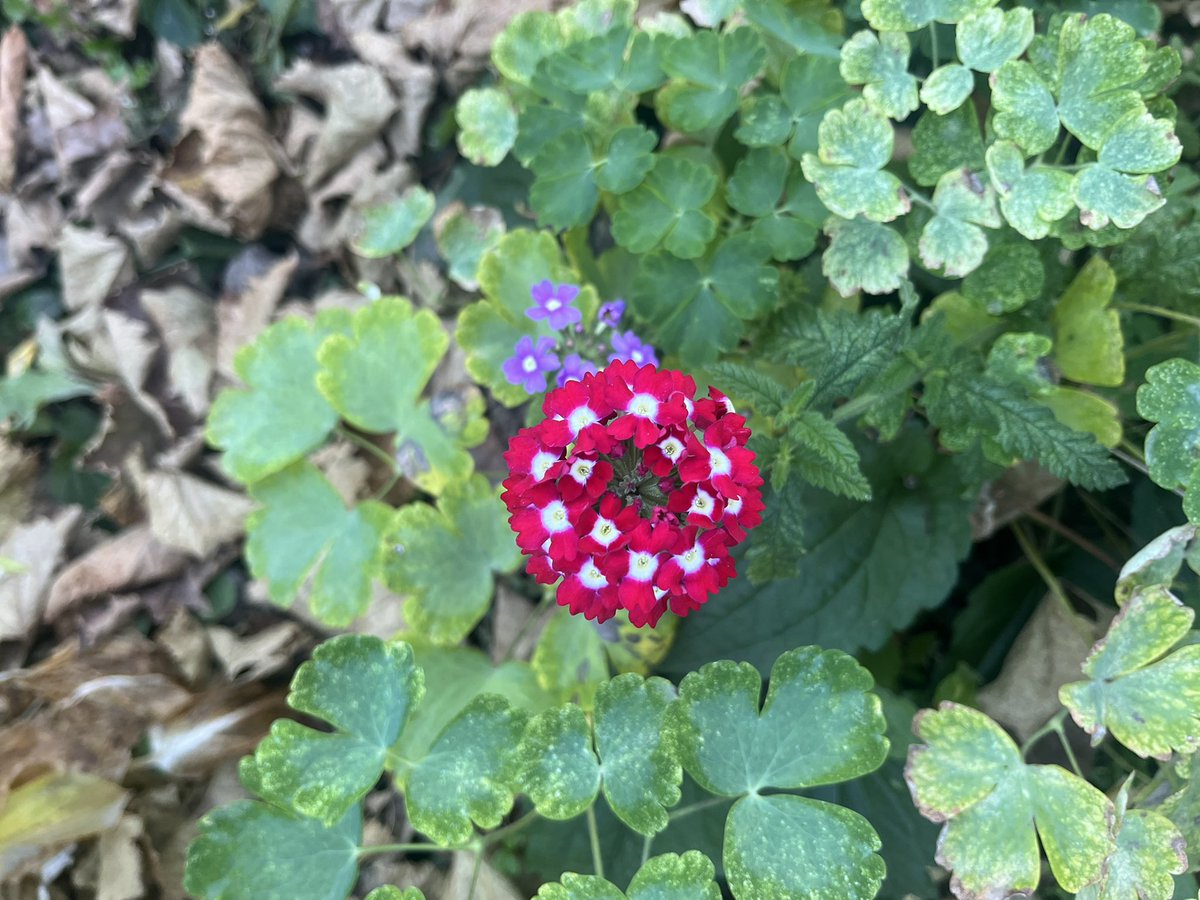 Blumengrüsse aus dem farbigen Varzia - Felsenstadt