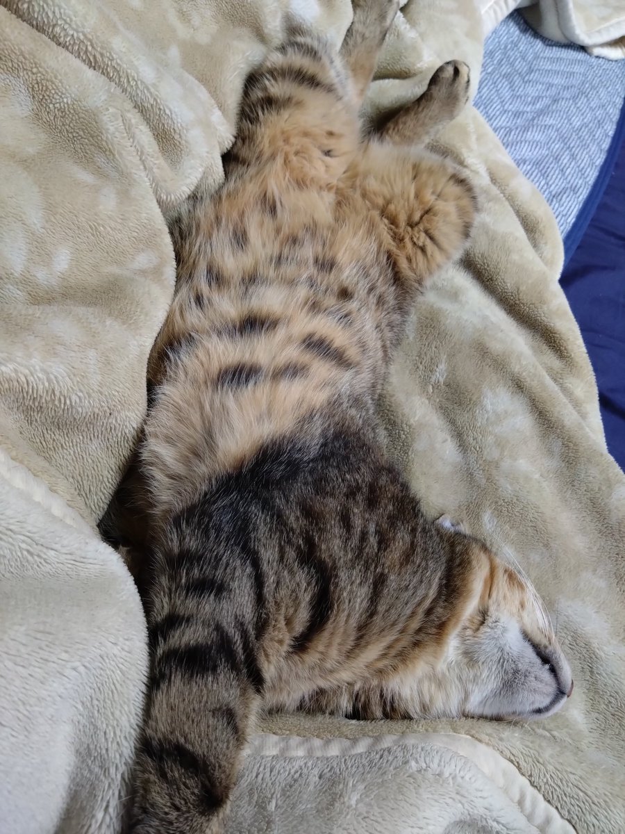 猫屋敷 (@VicViperBP_827z) / Posts / X