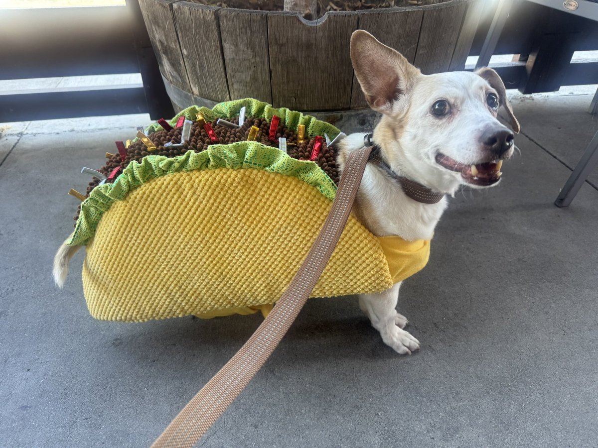 Taco Tuesday is on the loose!!  Here’s Little Dobie strutting his stuff ‼️