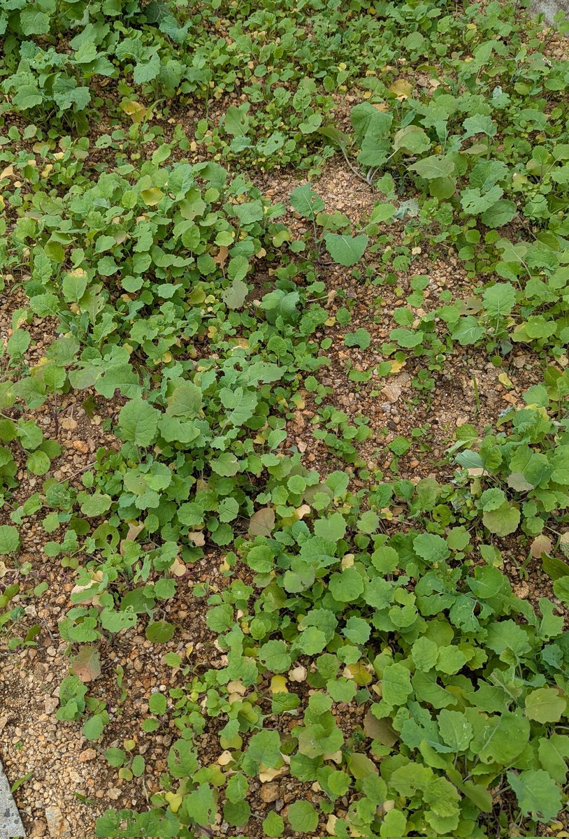 先月は県外の現場で一悶着あったり、所属している青年部で12月に開催する大きいイベントの準備をしたりと忙しい毎日ですた(もちろん現場も大量にありますたわよ)

本日、BIGなモノが動き出してあとは様子見なので少しだけ落ち着きますた

さて、連休明けから遊びます
もちろんスタ練もするぜよ
