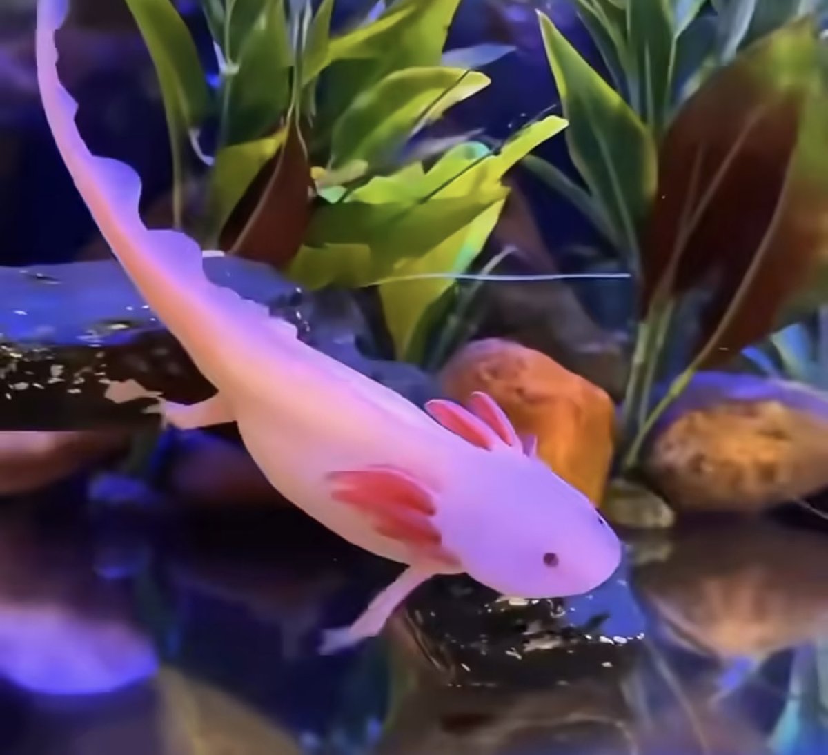 Info bakulan Axolotl