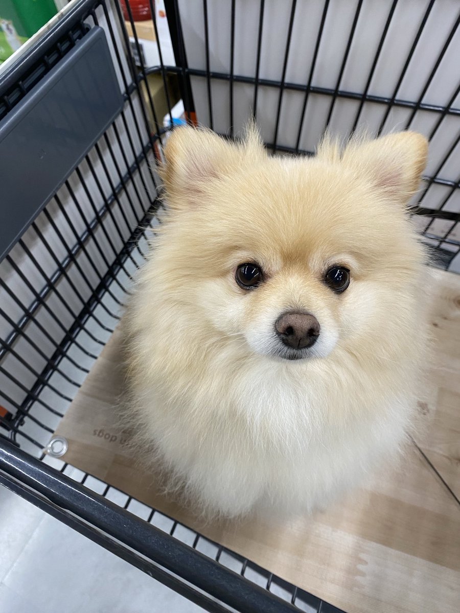 dogページ ペットボール3個セット 犬用おもちゃ 犬 おもちゃ オモチャ 犬用