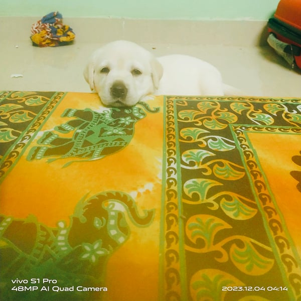 CryptoWhales_X's tweet image. 🧪💥 CRYPTOLAB IS LIVE! 💥🧬

Welcome to CRYPTOLAB — where experiments meet the blockchain ⚗️💻
A memetic fusion of chaos, innovation, and moon-bound science! 🚀🧠

💰 CA: FmhwkyE5orHjmv84DkVE5icy7oB9AZ6yXAQtweTrpump

🌐 Trade now: pump.fun/coin/FmhwkyE5o…

#CRYPTOLAB #Solana…