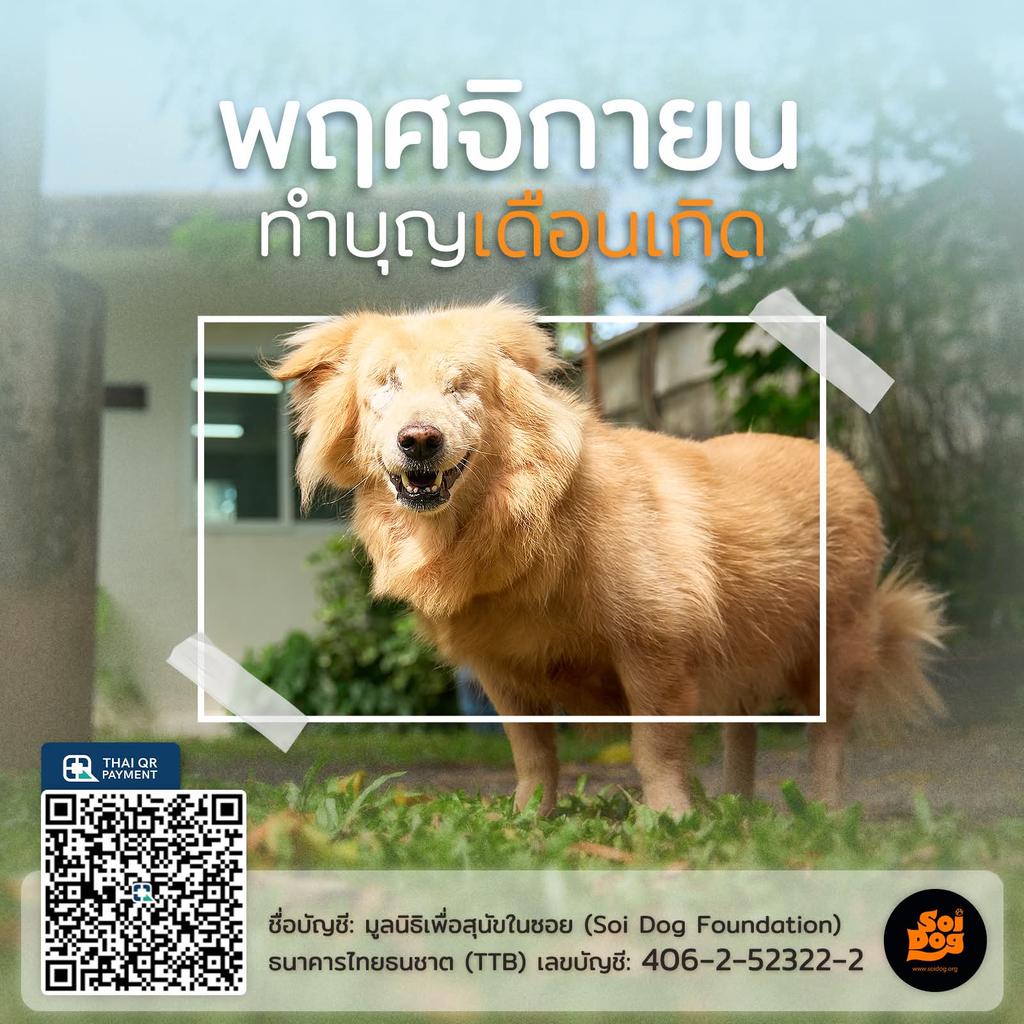 ขอเชิญชวนทุกท่านร่วมทำบุญสร้างความดีด้วยการให้ชีวิต เพื่อช่วยสมทบทุนค่าอาหารและยารักษาโรค สำหรับฟื้นฟูสมรรถภาพและมอบชีวิตใหม่ให้สัตว์จรจัดยากไร้ที่ป่วย บาดเจ็บและถูกทำร้าย 
บริจาคผ่านทาง
ธนาคารกรุงเทพ 573-0-47456-5
ธนาคารทหารไทยธนชาต 406-2-52322-2
ชื่อบัญชี มูลนิธิเพื่อสุนัขในซอย
