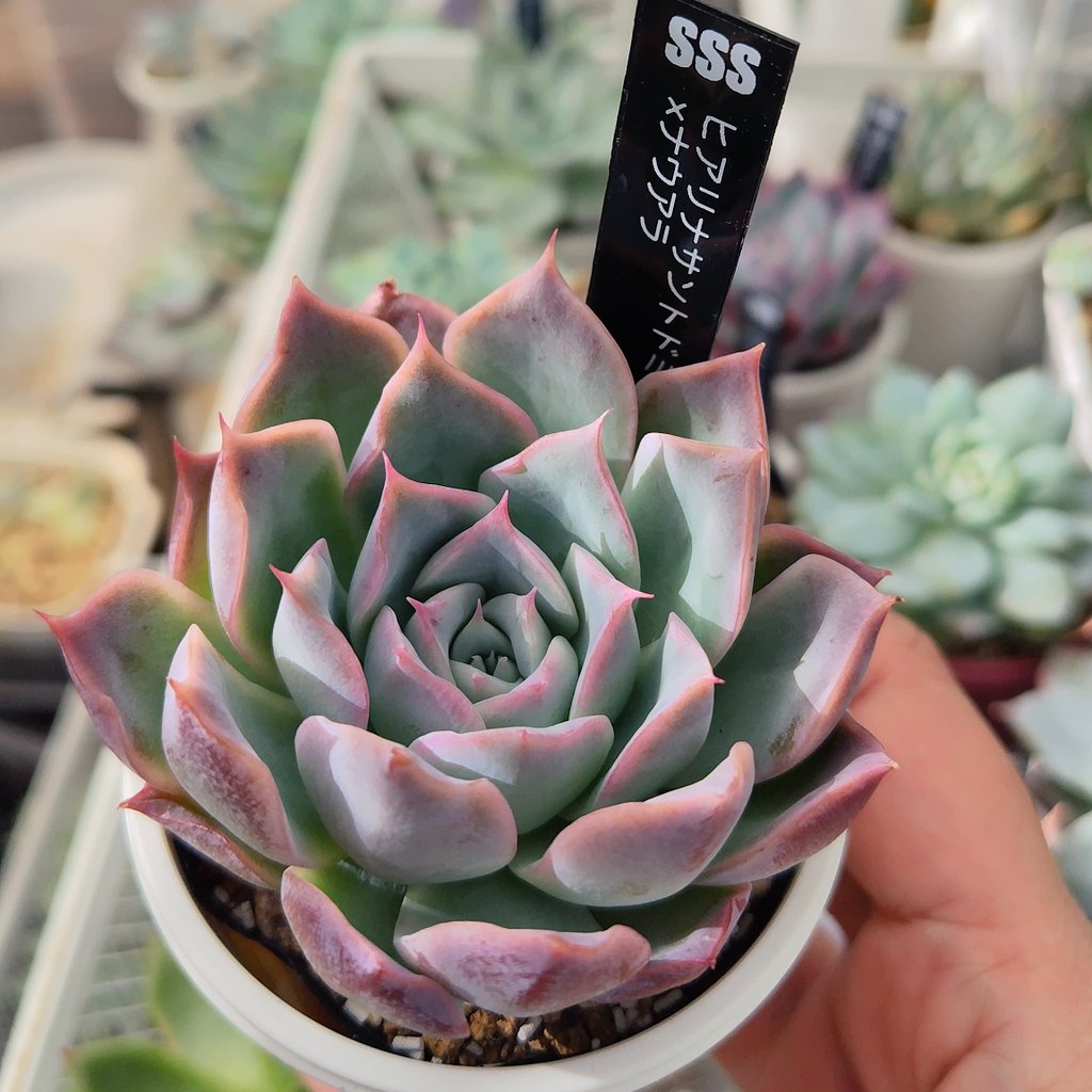 こじまきよ on X