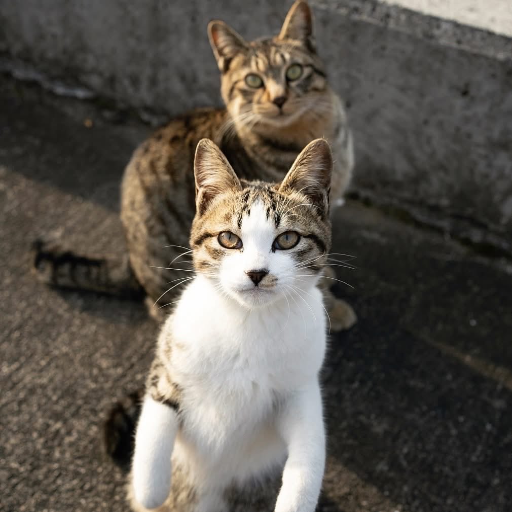 五十嵐健太@飛び猫®︎ on X