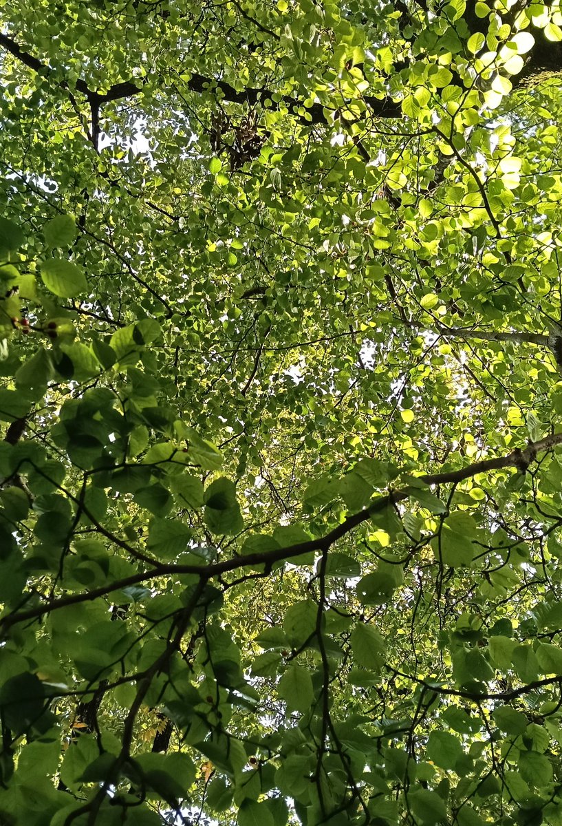 もっさん もっさん on X