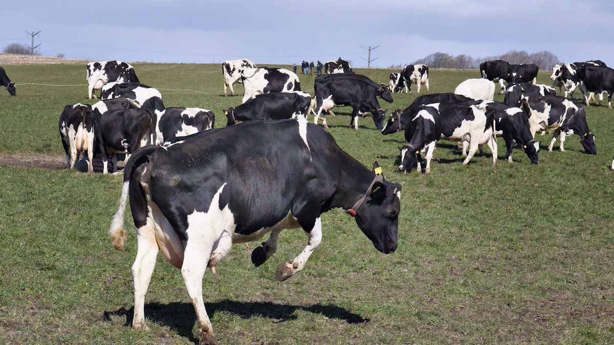Køer kollapser, siger landmænd og mistænker lovpligtigt foderstod nyheder.tv2.dk/samfund/2025-1…