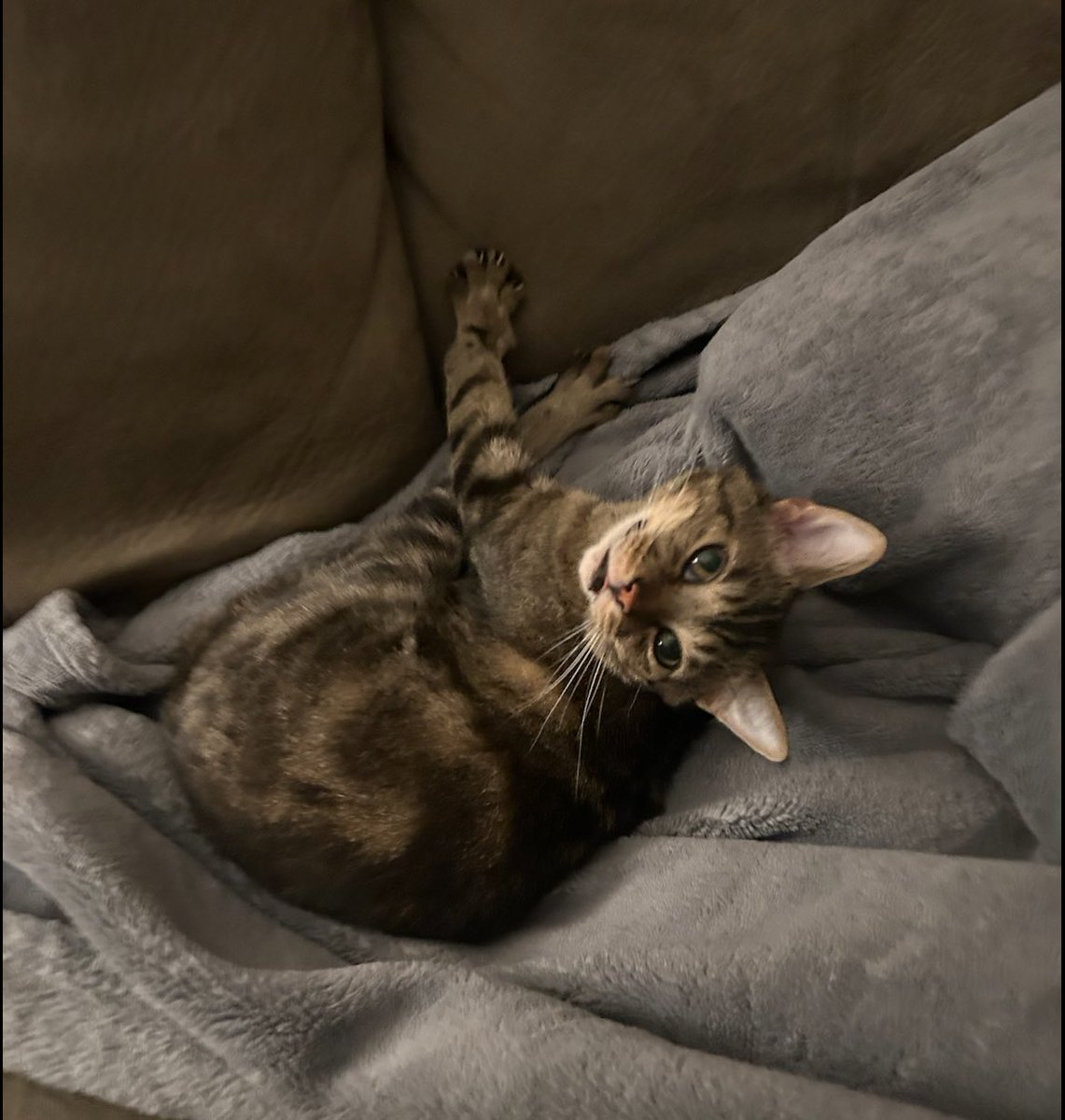 pseudonight's tweet image. Bokay