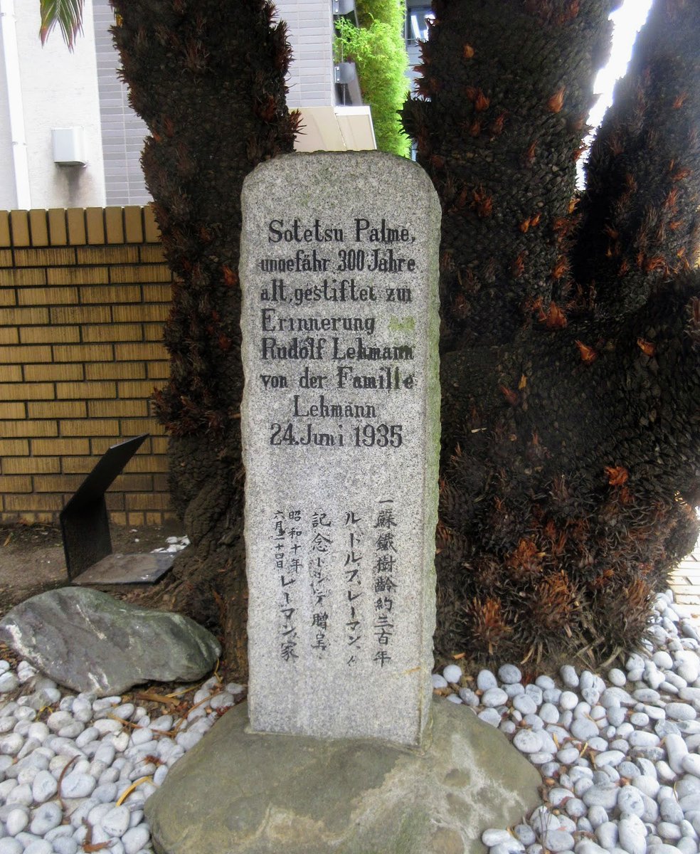 ソテツ　掘り起こし引取り限定　　　 念願のやつゲット ありがとうございました。
