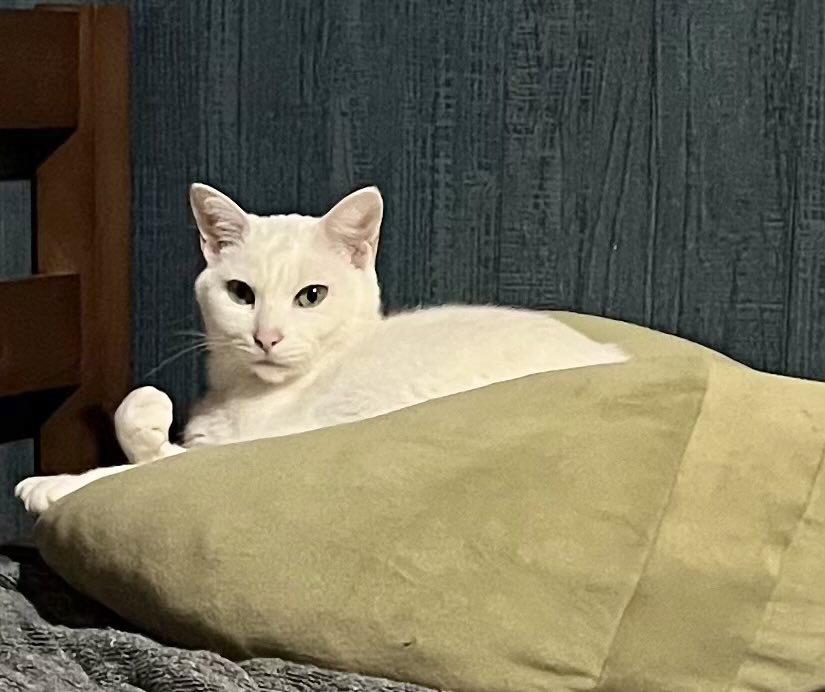 6464prpr's tweet image. 「次騒いだらグーだからな、人間」