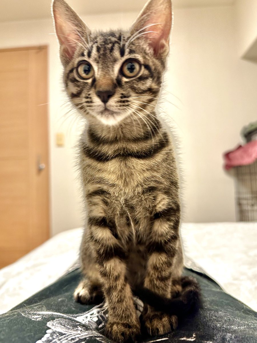 n_p_c_m_l_z_n's tweet image. 尿道奇形の りんちゃん
預かり治療生活をしていましたが
この度
うちのこになりました
つきまして
アカウントネーム
「にぺくもりずの」から
『にぺくもりずのん』に変更させていただきます
これからもお見守り
どうぞよろしくお願いいたします