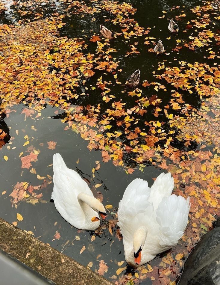 Diorgirlx's tweet photo. first day of November https://t.co/Z3J3rfz71l