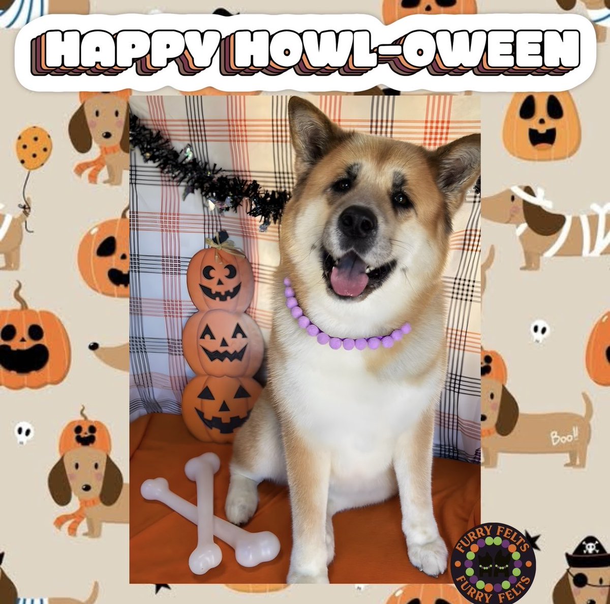 sweet lady akita #Akita #秋田犬