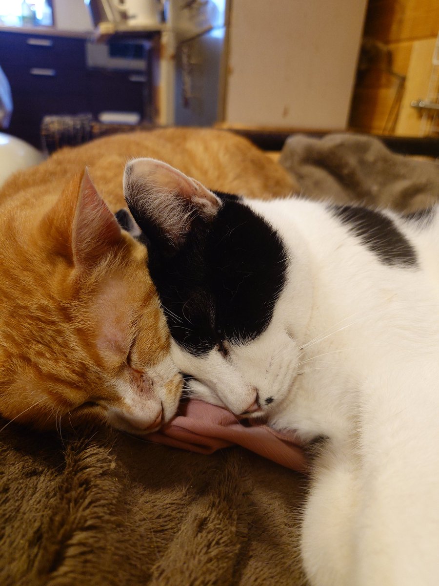 猫カフェFiveCats on X