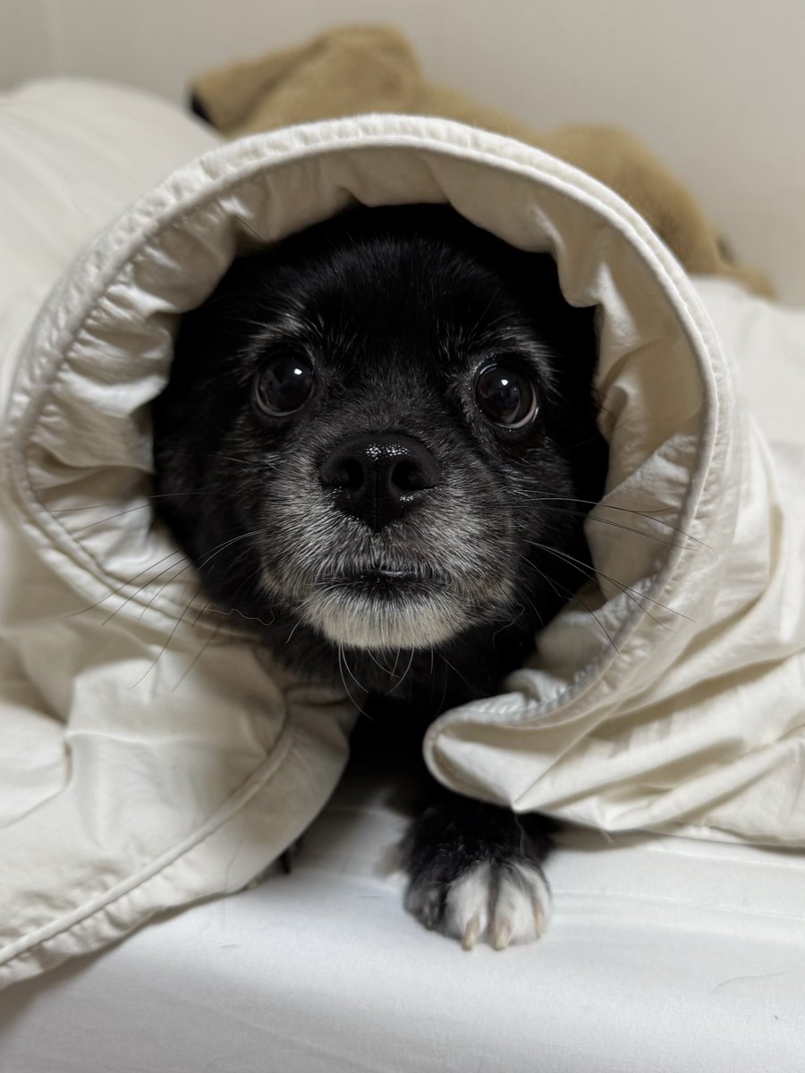 실제로 점점 늘어나고 있다죠
(눈썹과 함께 …)