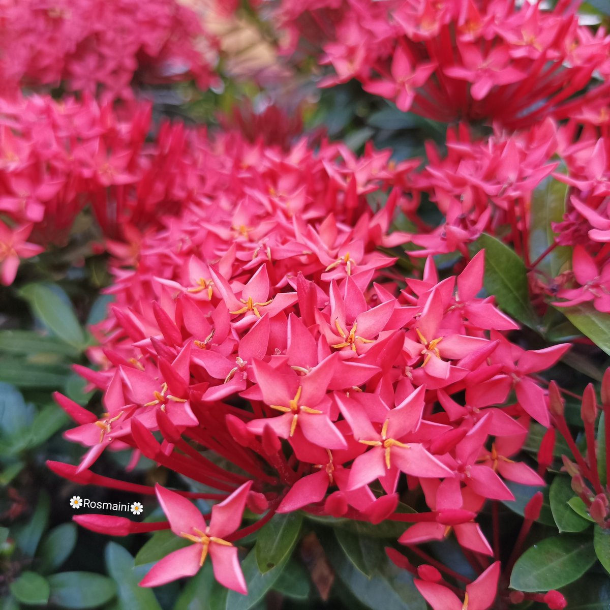 R_o_s_m_a_i_n_i's tweet image. Who i am
I am the heart that loves you
I am the voice that calls your name
I am the fire that burns your fear
I am the longing that envelops your soul
I am the love that comes as your destiny

✍️📸🌼Rosmaini🌼