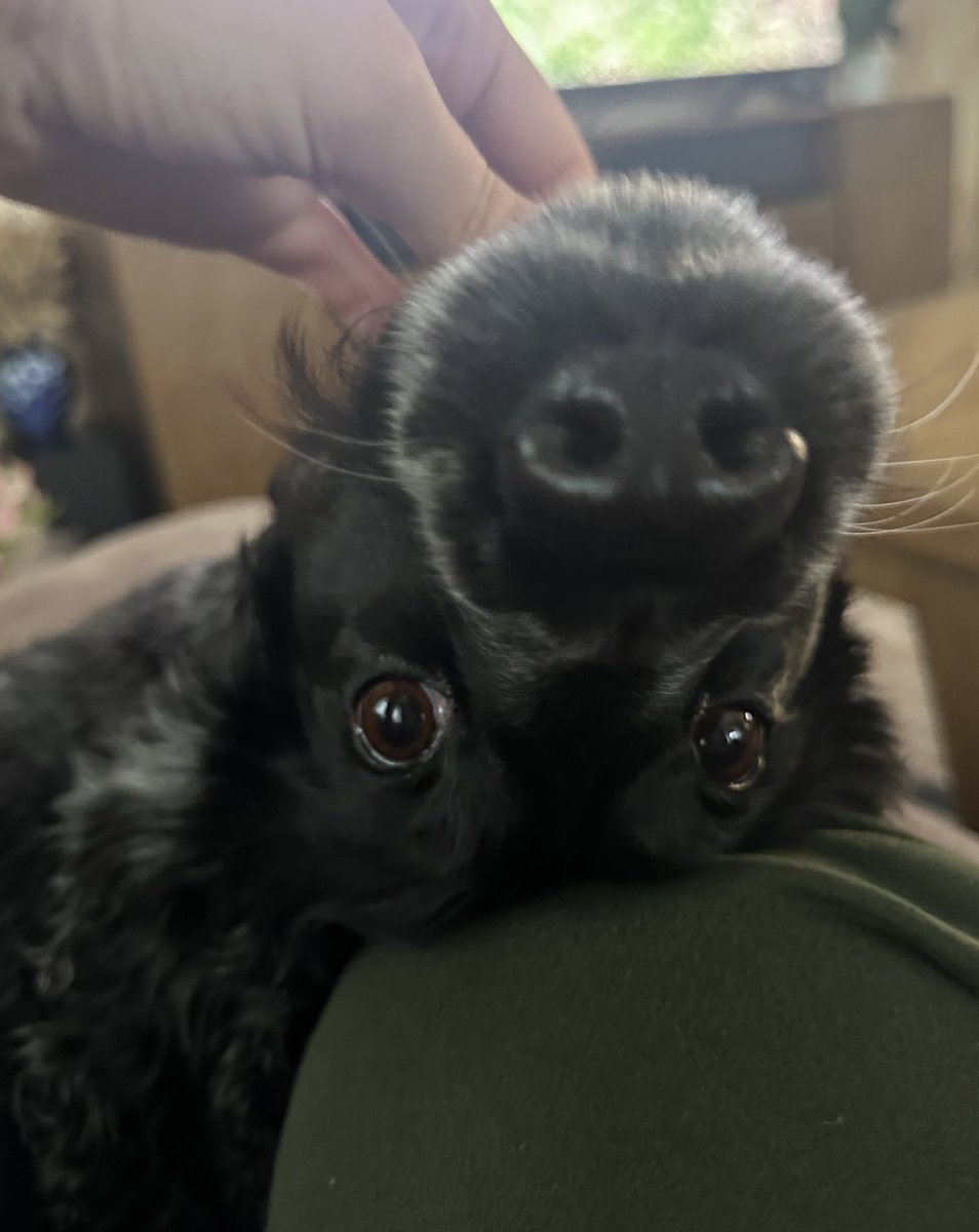 посмотрите на эту хрюшу