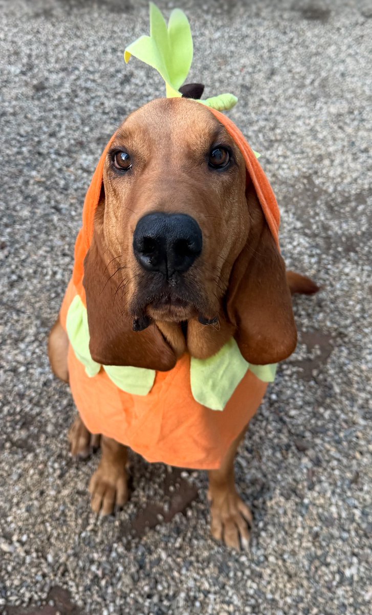 Happy Halloween!! And YAY <a href="/Dodgers/">Los Angeles Dodgers</a> !!!