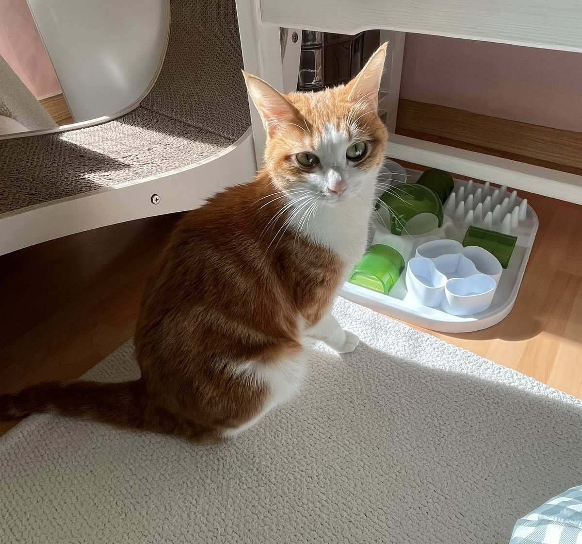 진짜 너무 예뻐
내 고양이가 
저 쟈근 발꼬락