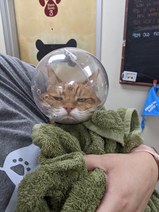 No Cats No Life tweet media