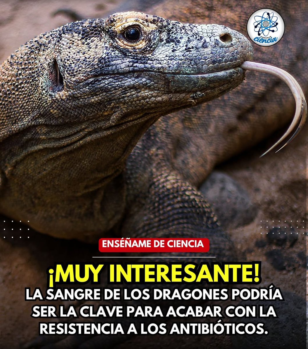 EnsedeCiencia's tweet photo. 🚨| IMPRESIONANTE 😲 

🕵‍♂️Recientemente, un equipo de investigadores liderados por científicos de la Universidad George Mason han encontrado algo muy peculiar que podría emplearse para combatir la resistencia a los antibióticos, y proviene de una de las criaturas más misteriosas e imponentes que existen en el reino animal. El dragón de Komodo cuenta con un arsenal de compuestos químicos presentes en su sangre que son capaces de eliminar una amplia gama de bacterias; estos compuestos reciben el nombre de péptidos antimicrobianos catiónicos, y aunque muchas especies animales cuentan con moléculas similares en su sangre, el dragón de Komodo tiene 48, de los cuales 47 son poderosamente antimicrobianos.🤯