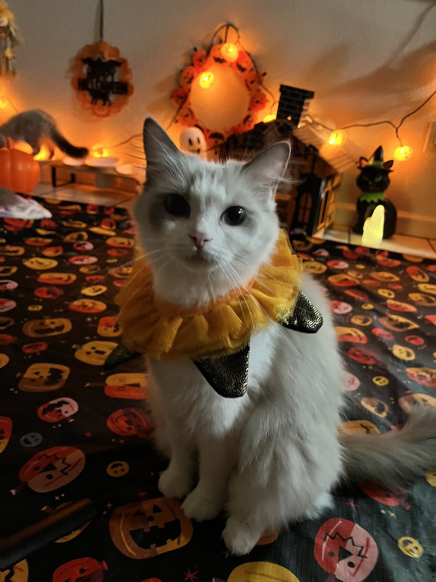 chum1008's tweet photo. 今夜はハロウィン!🎃
ママ、後ろに何かいるニャー👻🙀

 #ハロウィン
#エルサ #ねこ 
#Halloween https://t.co/n6RmlrGlo7
